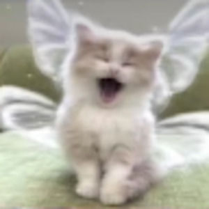 Meet your Posher, Lela